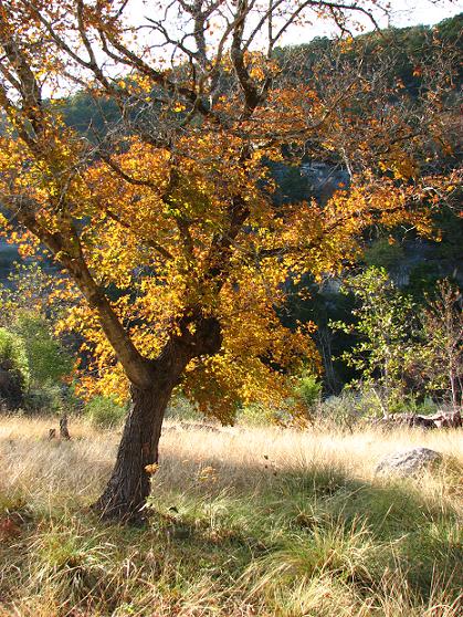 Lost in the beauty of Lost Maples